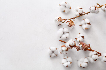 Cotton sprigs and flowers white grunge background