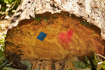 ścięte drzewo © Marcin Łazarczyk