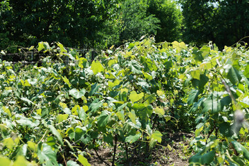 Grape vine in spring with flowers and small fruits.