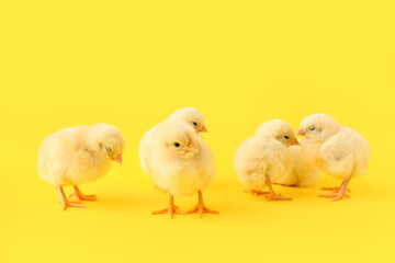 Cute little chicks on yellow background