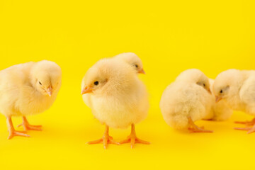 Cute little chicks on yellow background