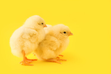 Cute little chicks on yellow background