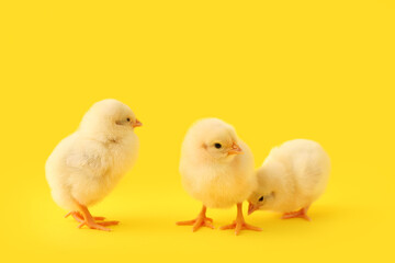 Cute little chicks on yellow background