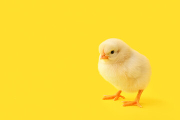 Cute little chick on yellow background