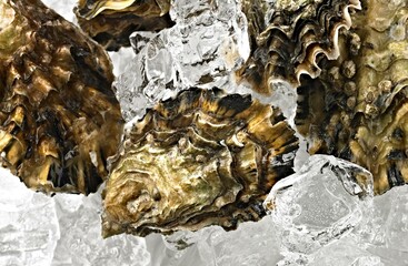 Icy Delicacy: Captivating Close-Up of Fresh Raw Oysters in Shell, Chilled on a Bed of Ice, in 4K Resolution