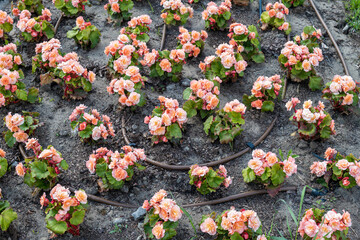 Greenery irrigation system. drip line. Flower bed with begonias