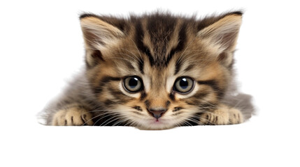 Obraz premium kitten Generative AI 