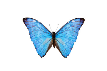 blue butterfly (morpho adonis) isolated on white background - obrazy, fototapety, plakaty