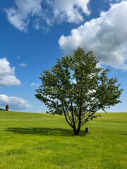 A wonderful open-air park. sunny weather and light clouds in the sky create an amazing atmosphere. Beautiful sunny summer day