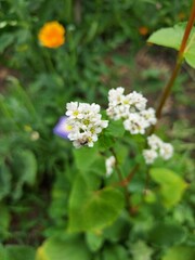 Fleur de sarrasin