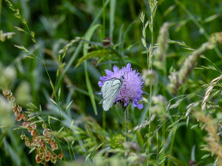 black-veined white butterfly on clover flower