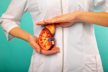 woman nurse is holding mockup human kidney . Help and care concept. Help and care concept