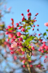 Fototapeta na wymiar ピンクの山桜