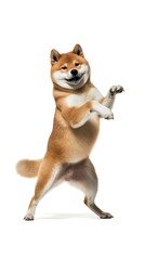 Dancing Shiba Inu on Two Legs