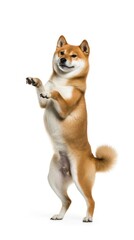 Obraz premium Dancing Shiba Inu on Two Legs