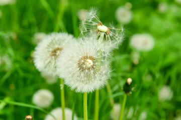 White dandelions in green grass on spring day, closeup