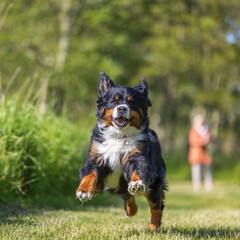 Hund in der Natur - glücklicher Hund - Hund rennt
