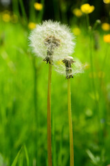 Dandelions on blurred green background, closeup