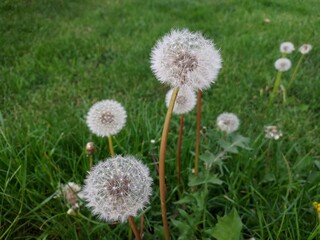 Aigrette de pissenlit dans le gazon
