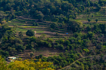 landscape aerial shot of terrace type crop field on mountain along side trees, nature concept.