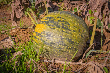 Pumpkin on the ground   Dynia na ziemi  © Adrian White