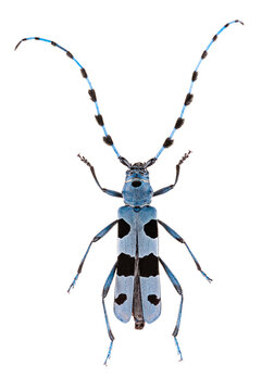 Rosalia longicorn or alpine longhorn beetle