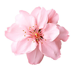 Fototapeta na wymiar Pink sakura flower isolated on transparent background. AI Generated