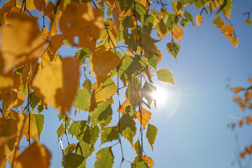 Birch leaves by autumn | Liście brzozy jesienią