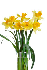 beautiful yellow flowers daffodils in a vase on a white background