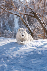 Obraz na płótnie Canvas A White Lion in Snow
