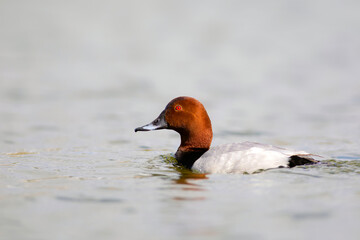 Swimming duck. Common Pochard. (Aythya ferina). Blue water background.