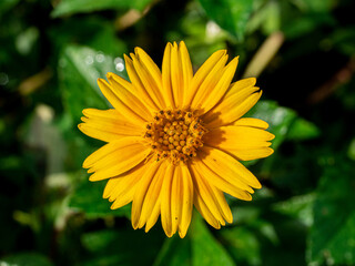 Sphagneticola trilobata, commonly known as the Bay Biscayne creeping-oxeye, Singapore daisy, creeping-oxeye, trailing daisy, and wedelia,  is a plant in the tribe Heliantheae tribe of the family Aster