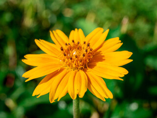 Sphagneticola trilobata, commonly known as the Bay Biscayne creeping-oxeye, Singapore daisy,...