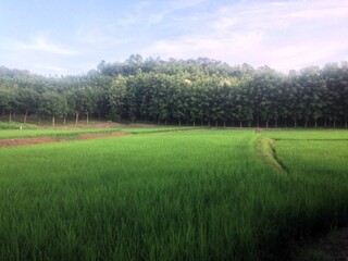 rice field