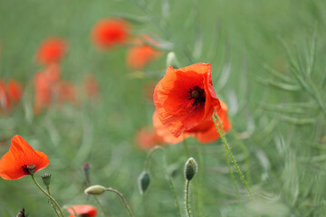 Czerwony kwiat maku polnego na tle zielonego zboża.