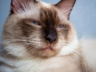 Portrait of a blue-eyed himalayan cat.