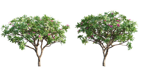 isolated cutout plumeria, frangipani, red flower, tropical plant, in 2 different variation, best use for landscape design, best use for post production render.