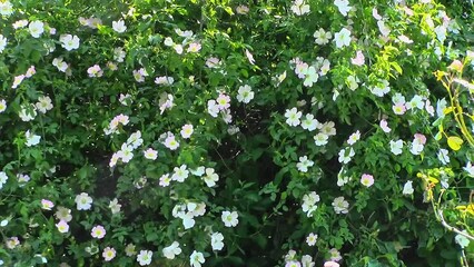 A stunning display of pink and white Dog Roses (Rosa canina) covering the foliage of an apple tree set by droppings from birds. The flowers are blowing in the breeze.