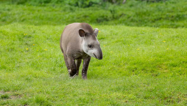 Close up of a South american tapir walking in grass