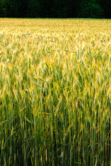 Green wheat field in a summer day. Vertical. Harvesting period. Green spikelets. Bread growing concept. August sunlight. Ecology farming. Beauty in nature. Sun glare. Solar flare. Textured background