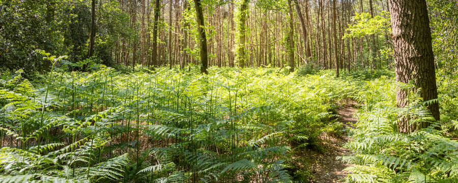 Sunny forest landscape with path and green bracken fern Pteridium aquilinum in the sun