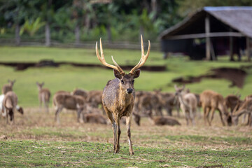 deer with huge antlers on a farm