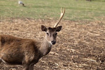 single horn deer in a farm