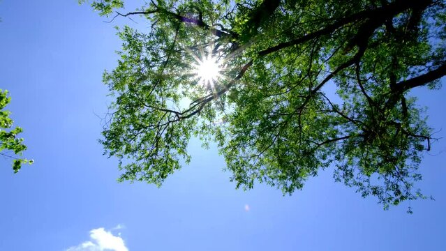 風に揺れる木と太陽の光、青空