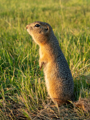 A prairie dog is standing on its hind legs on a grassy lawn and carefully looking around.