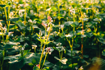 Close-up flowering buckwheat with white flowers in sunset light. Farm field. Agricultural plants cultivation. Farming concept. Organic eco friendly food growing. Harvest landscape. Agro business