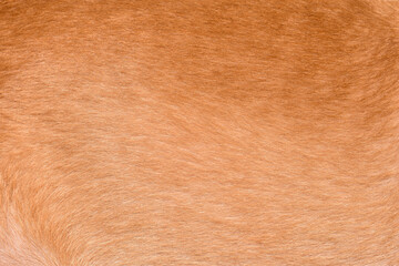 focus of brown dog hair , dog fur texture