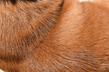 focus of brown dog hair , dog fur texture