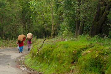 Women carrying sacks on the road through the forest, Ooty, India.