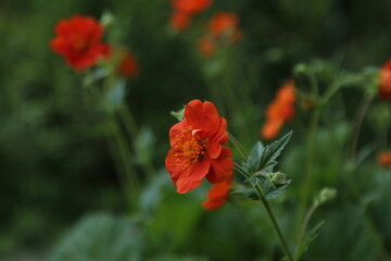 Geum coccineum is growing in the garden. Perennial flower.